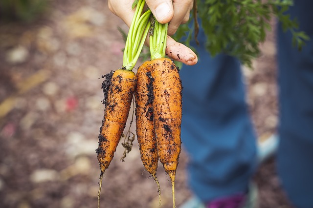 freshly pulled carrots